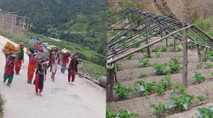 घाेराहीमा कृत्रिम जलाशय निर्माणले तरकारी बारी हरियाली